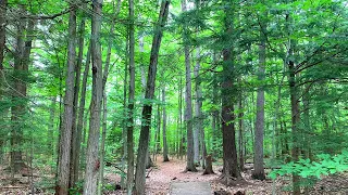 Forest Walk 🌳🌲💚 (4K Ultra HD)