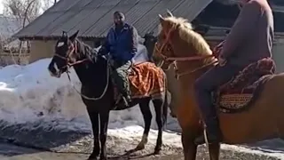 Красивые Лошадь Аспой бехтарин🐎🐎🐎🐎