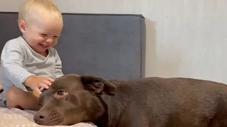 Baby Boy Shows His Love to His Retriever