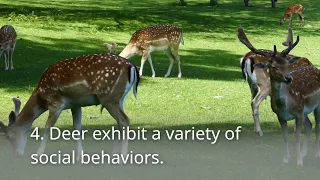 Five Fascinating Facts About Deer: Exploring the Wonders of These Graceful Creatures