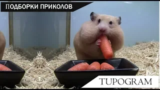 Приколы видео 2018 #1