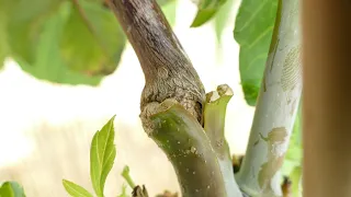 Grafting Different Species Of Plants Together