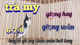 CHÀO MÀO TRÀ MY GIỌNG CHUẨN RỪNG | KÍCH BỔI CĂNG SUNG | ÂM 6-7-8-9