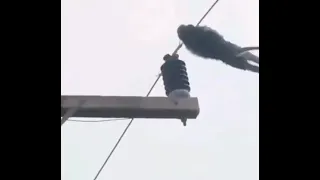 Monkey gets electrocuted meme