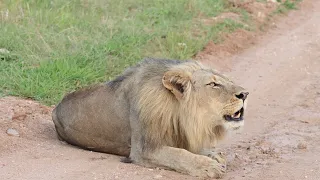 big male lion contact calling in greater kruger national park
