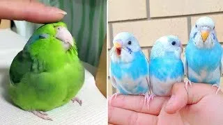 Cute Baby Animals 🔴 Funny Parrots and Cute Birds Compilation (2020) Loros Adorables Recopilación #6