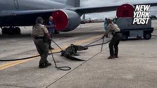 Wild video shows authorities wrangle massive gator that wandered onto Air Force Base tarmac