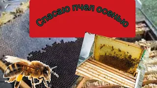 ОПАСНАЯ ОШИБКА ПЧЕЛОВОДА ОСЕНЬЮ.☝️🐝