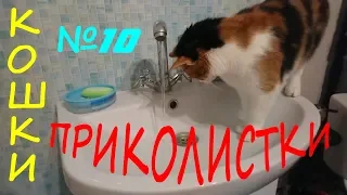 КОШКИ ПРИКОЛИСТКИ 2019 С НОВЫМ ГОДОМ! СМЕШНЫЕ КОШКИ ПРИКОЛЫ С КОШКАМИ Funny Cats Video YouTube