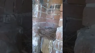 Гнездо голубя с птенцами в разрушенной церкви.