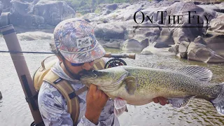 Fly Fishing for Murray Cod