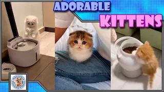 Adorable fluffy kittens, to make your day happy! Comment your favorite! #018 Subscribe for more!