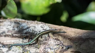 Geckos and skinks back from the brink