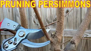 Complete Guide To PRUNING PERSIMMONS: Winter Pruning ASIAN PERSIMMON TREES