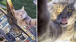 😱 BEST CAT MEMES COMPILATION OF 2020 - 2021 | PART 16