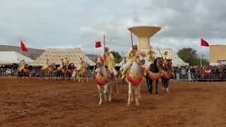 مهرجان التبوريدة بني درار ترات المغرب اصيل bni drar oujda