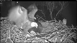 Scout Protects Bella from Owl - Close Up Cam #1 - NCTC Bald Eagle Nest - Part Three - March 7, 2024