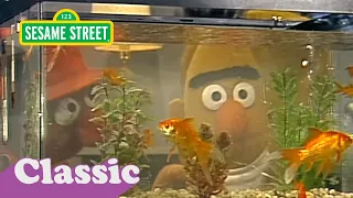 Bert Gets a Fish Tank | Sesame Street Classic