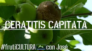 Trampa ECOlógica para la MOSCA de la FRUTA 🪰🍏 #LdN #frutiCULTURA