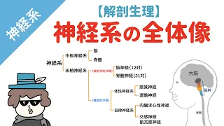 神経系の全体像（中枢神経系と末梢神経系）【解剖生理】