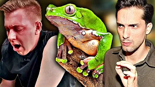 YouTuber vergiftet sich mit Frosch! Biologe warnt vor Kambo