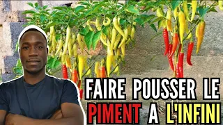 Faire Pousser le Piment à l'infini