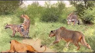 35 Moments When Hyenas Made The Mistake Of Doing This In Lion Territory And Paid The Ultimate Price