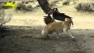 Best Eagle Attacks Compilation