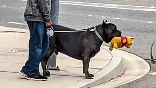 QUANDO VOCÊ PRECISA DE UM CACHORRO PARA PROTEÇÃO, MAS ARRANJA UM COMEDIANTE