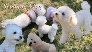 강아지VLOG| 친구들이 많았던 애견동반카페 일기🐶