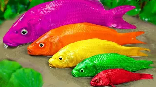 Stop Motion ASMR - Animation 핑크 파이톤, 무지개 물고기 - 화려한 메기, 다채로운 잉어 물고기 수영장