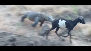 komodo dragon eating goat alive.