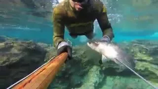 Spearfishing winter '16 - Ψαροντούφεκο χειμώνας '16 - μπάφες, λαβράκια