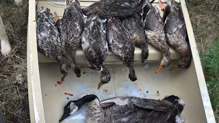 MN Duck Opener 2018 Geese and Mallards