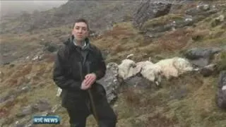 RTE Report on Farmers' Frozen Sheep