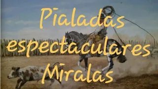 [ESPECTACULARES] pialadas de carneros Y novillos!