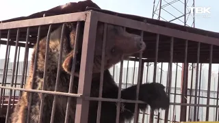 В Березовском районе на частном участке заметили медведя в клетке