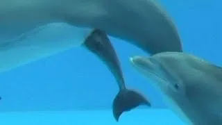 Así es el parto de un delfín