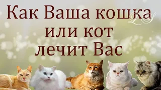 Кототерапия. Как Ваша кошка или кот лечит Вас. Наука о кототерапии.   Часть 2