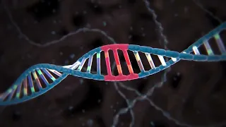 Чик чик — и готово:  CRISPR Cas9 — ножницы для генов