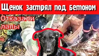 💔Щенок застрял под бетонной плитой/ он плакал от боли/отказали лапы/ help save a sick puppy