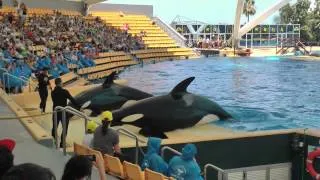 Тенерифе Касатки-мощь и изящество 2вер -Orcas (killer whales), the unity of the powerful and elegant