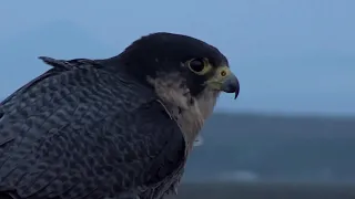 The night shadow - nocturnal hunting of the Peregrine Falcon on the corvids in Romania