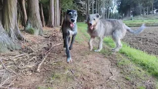 Irish wolfhound and Great Dane mixed Morning walk