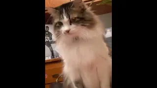 BEST CAT MEMES COMPILATION OF 2020 PART 15 (Awo Cats) #Shorts​