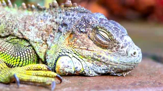 Reptiles Amphibians sleep 4K HDR 60fps (FullHd) Dolby Vision