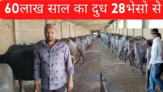 60 लाख साल का दूध 28 भेसो से How to start buffalo dairy farm?#dairysolutionbysatish #