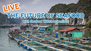 Live Chat with Seafood Watch Scientists: Aquaculture, Sustainability and the Future of Seafood