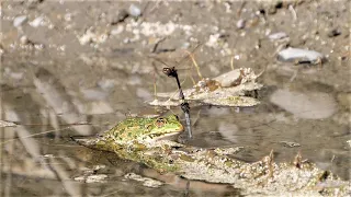 Frog is lurking to eat dragonflies / Frosch lauert darauf Libellen zu fressen