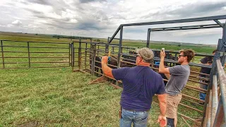 Working Cattle Gets Wet and Sloppy